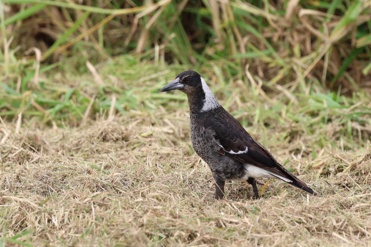 Australian Magpie (Black-backed) - ML637889963