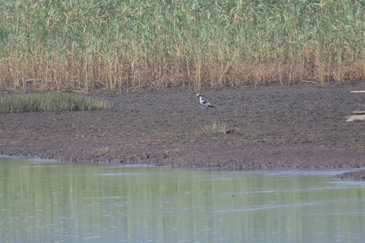 Blacksmith Lapwing - ML637889968