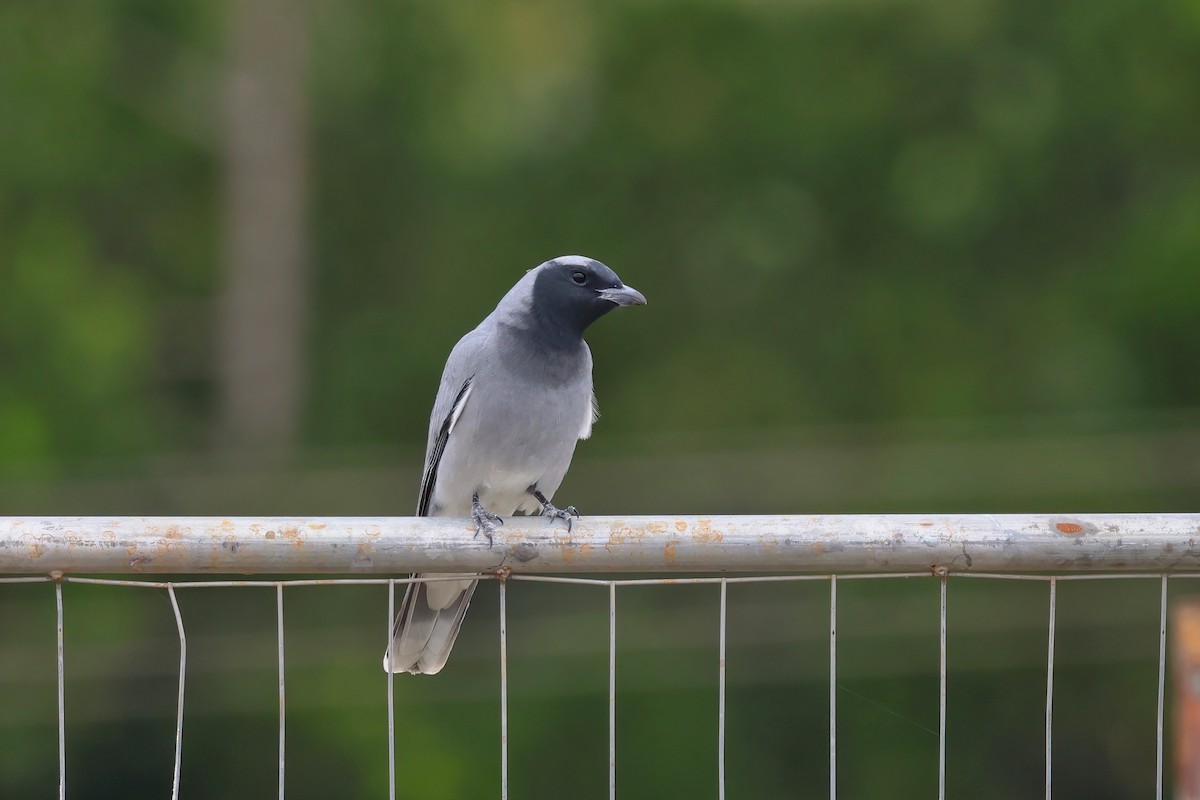 Black-faced Cuckooshrike - ML637889994