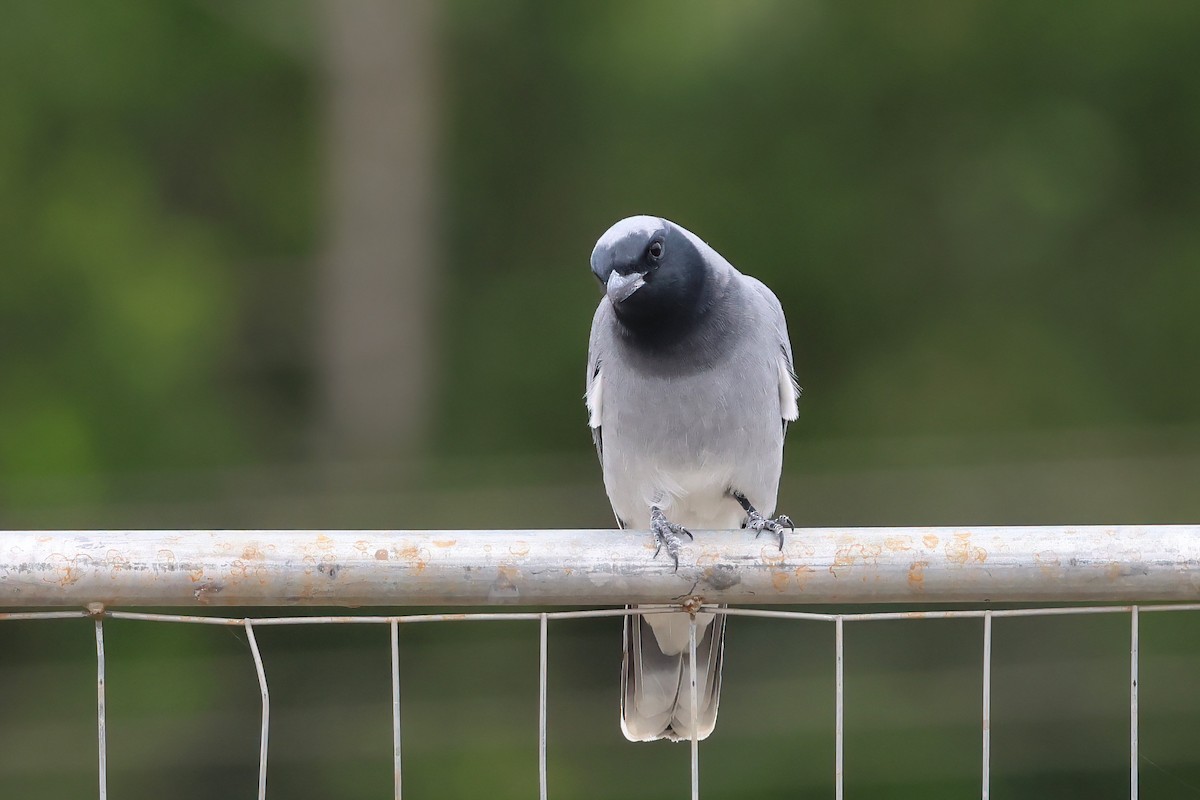 Black-faced Cuckooshrike - ML637889995