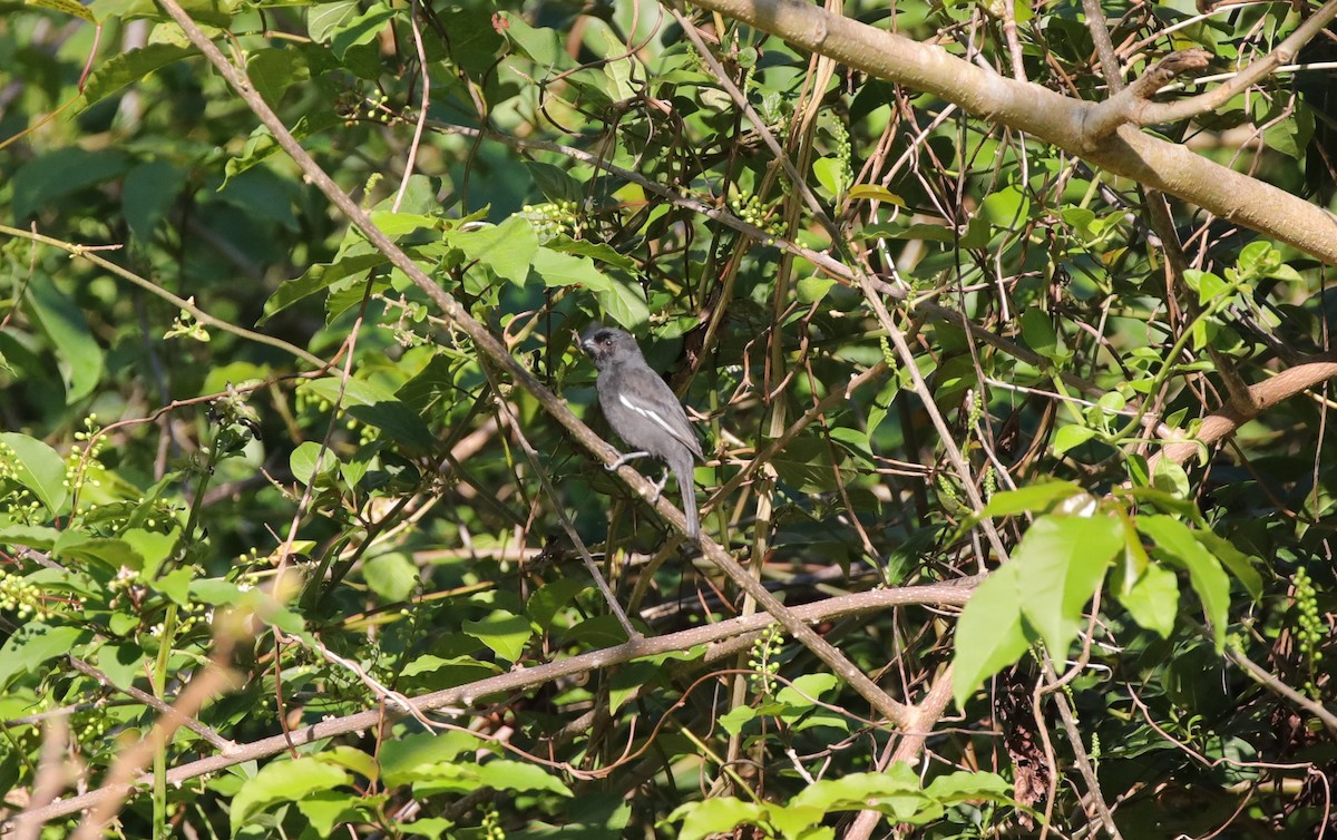 Cuban Bullfinch - ML637890020
