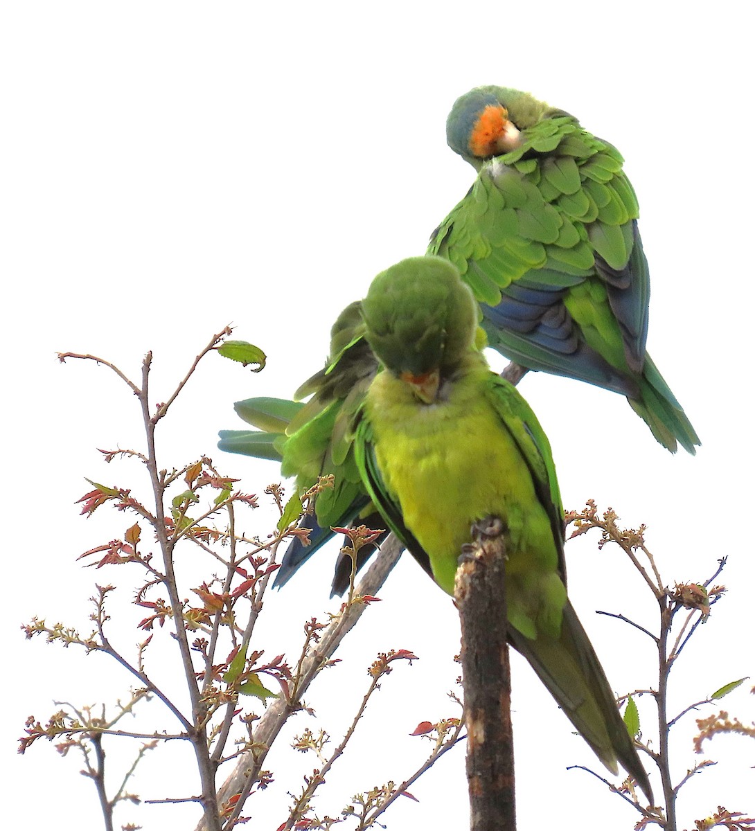 メキシコインコ - ML637890099
