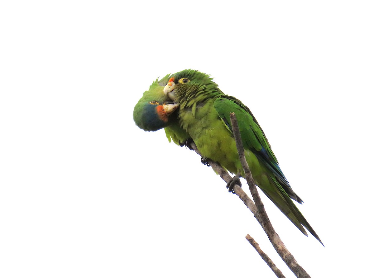 メキシコインコ - ML637890102