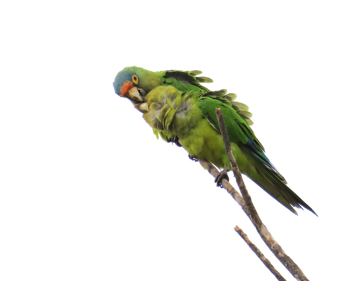 メキシコインコ - ML637890103