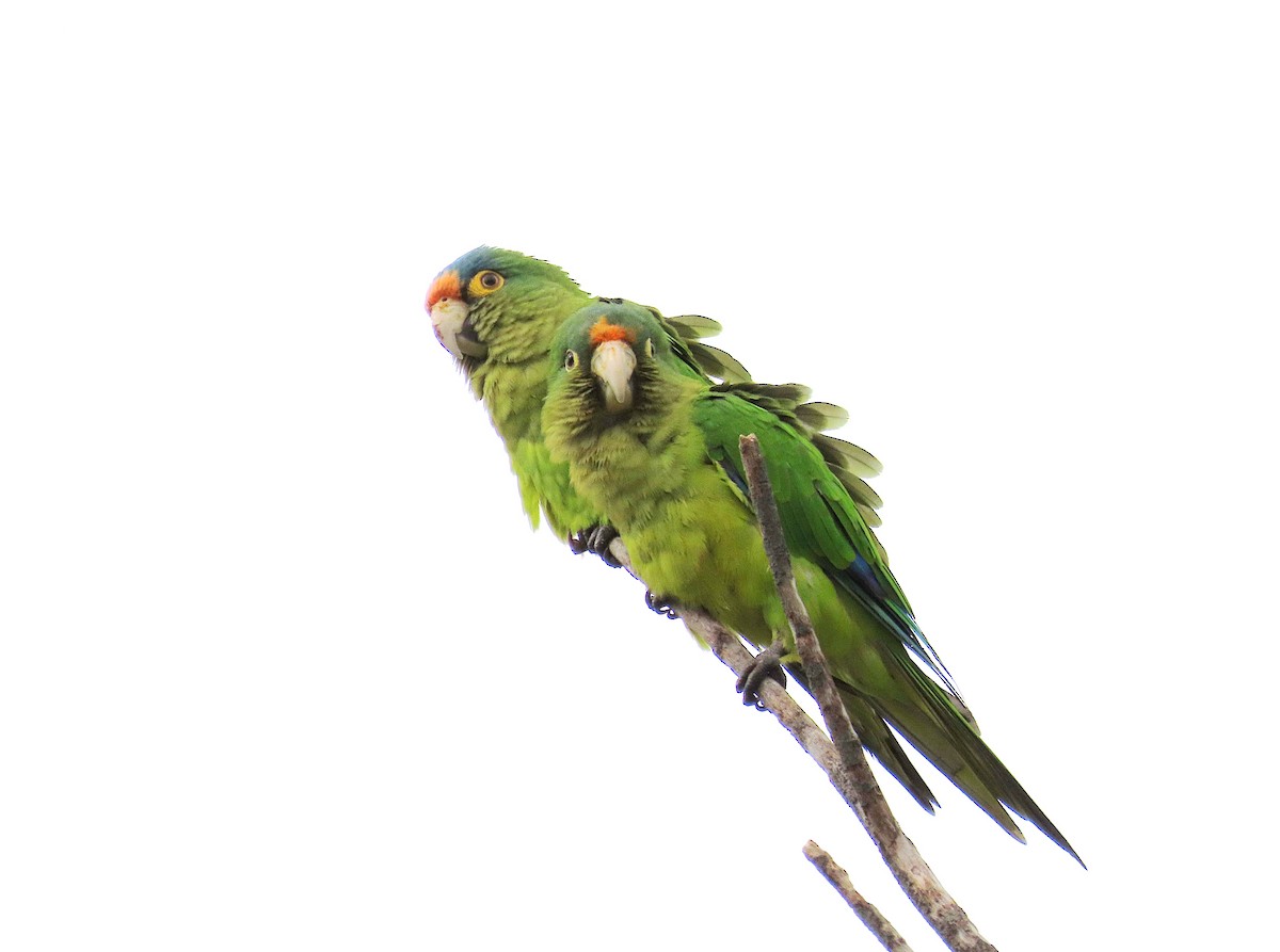メキシコインコ - ML637890104
