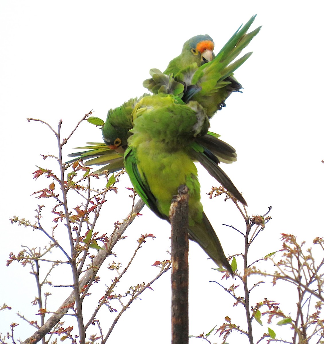 メキシコインコ - ML637890106