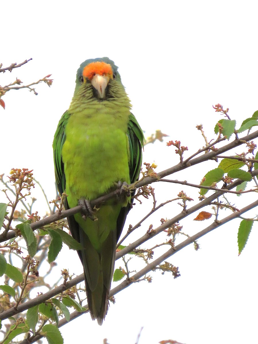 メキシコインコ - ML637890107