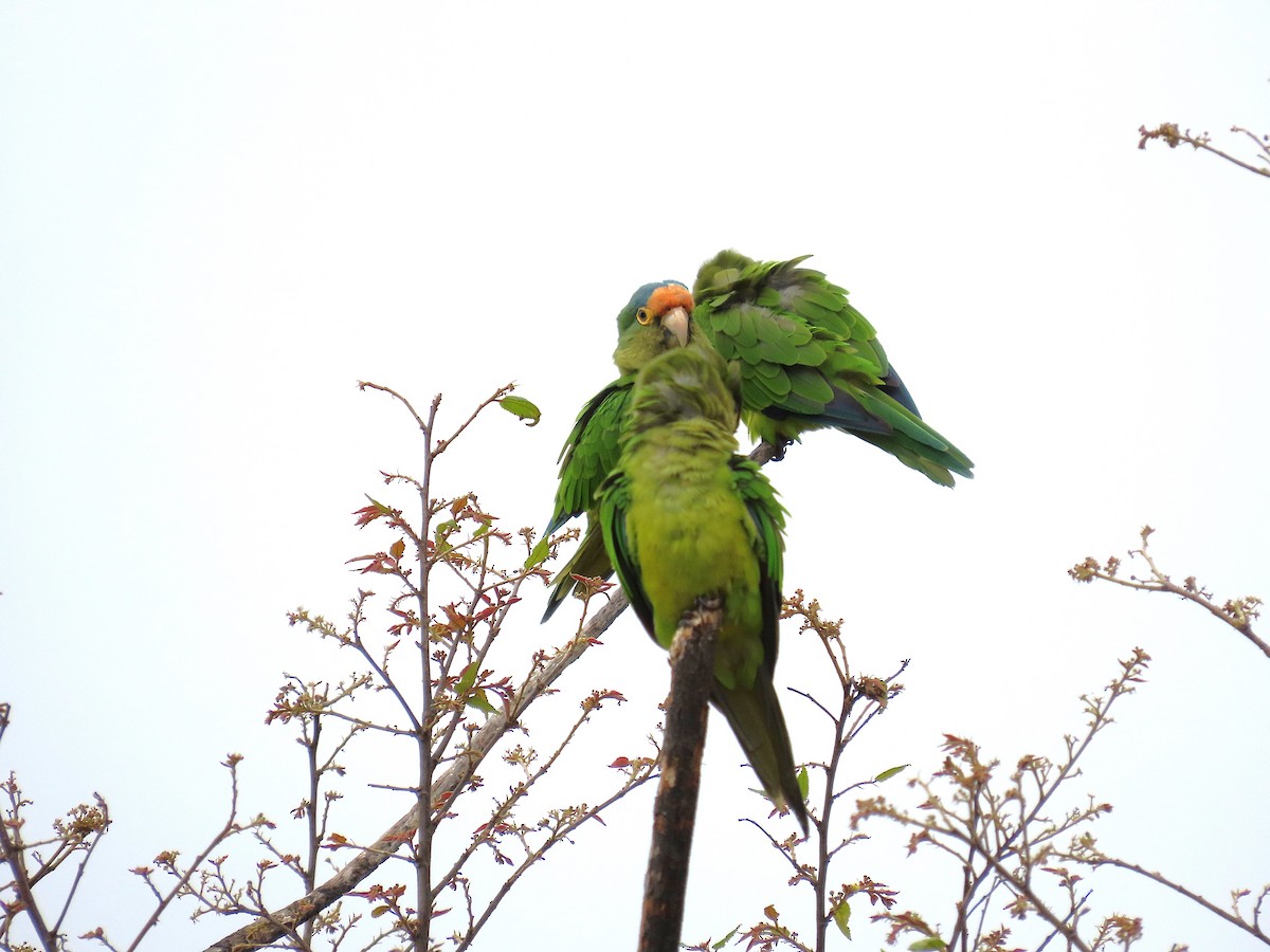 メキシコインコ - ML637890108