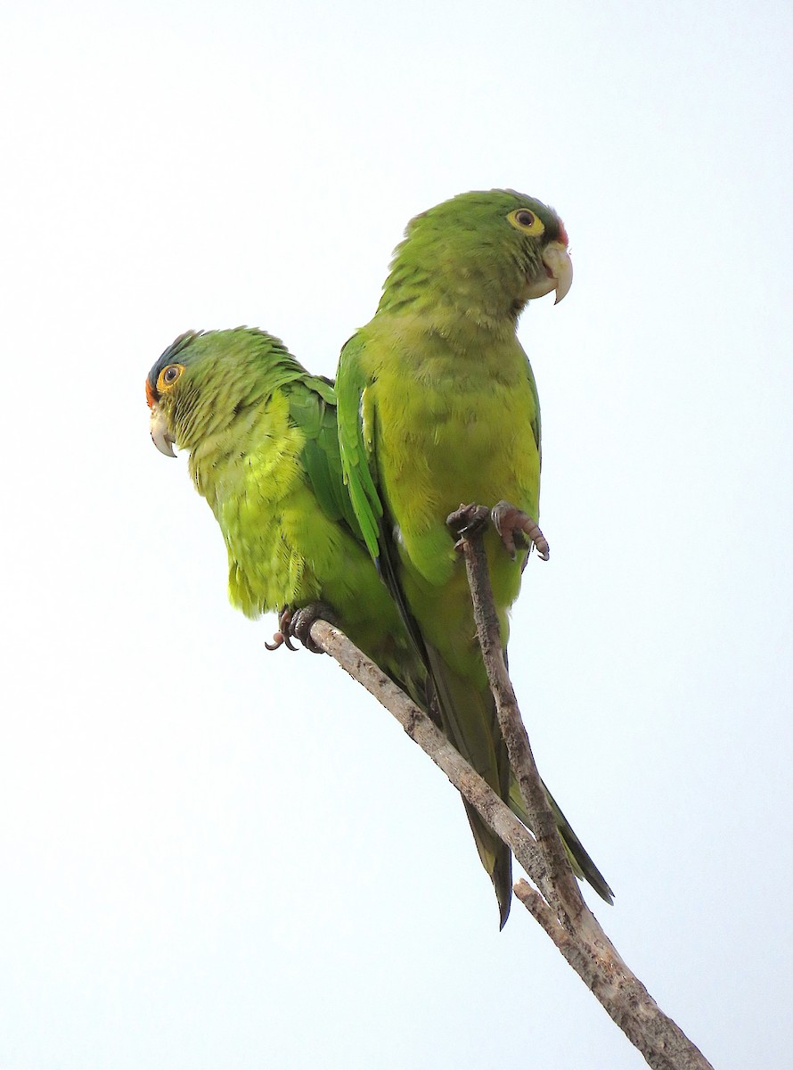 メキシコインコ - ML637890109