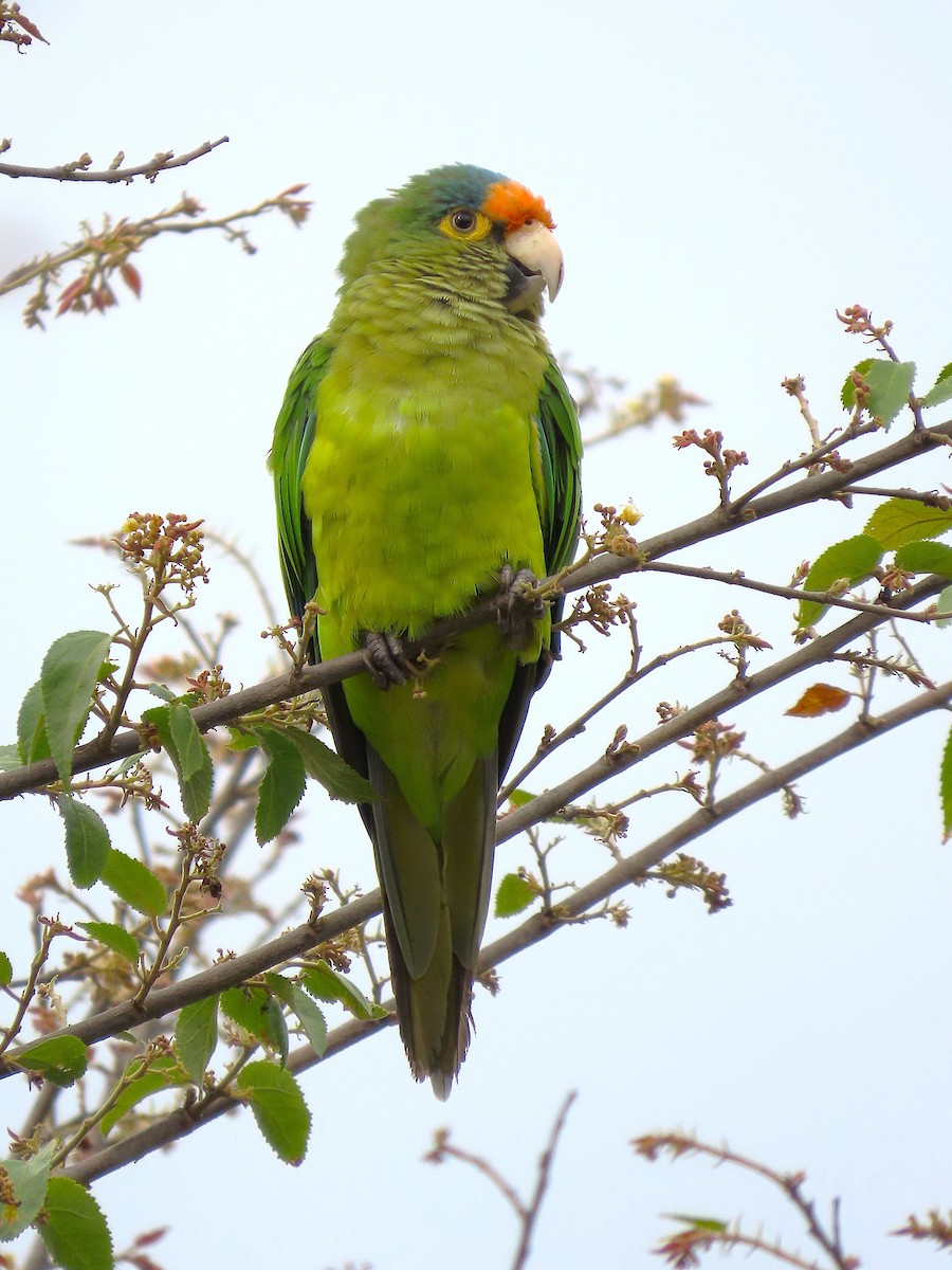 メキシコインコ - ML637890110