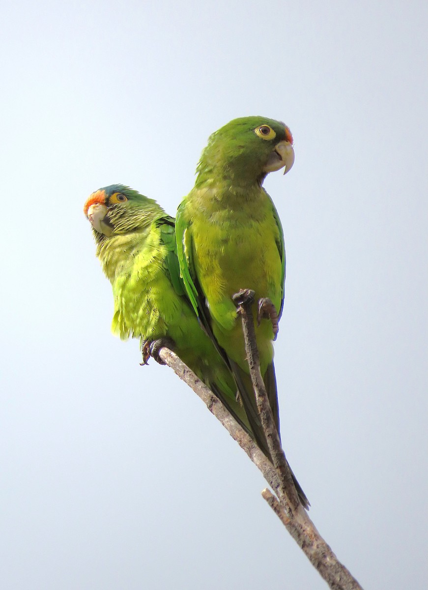 メキシコインコ - ML637890111