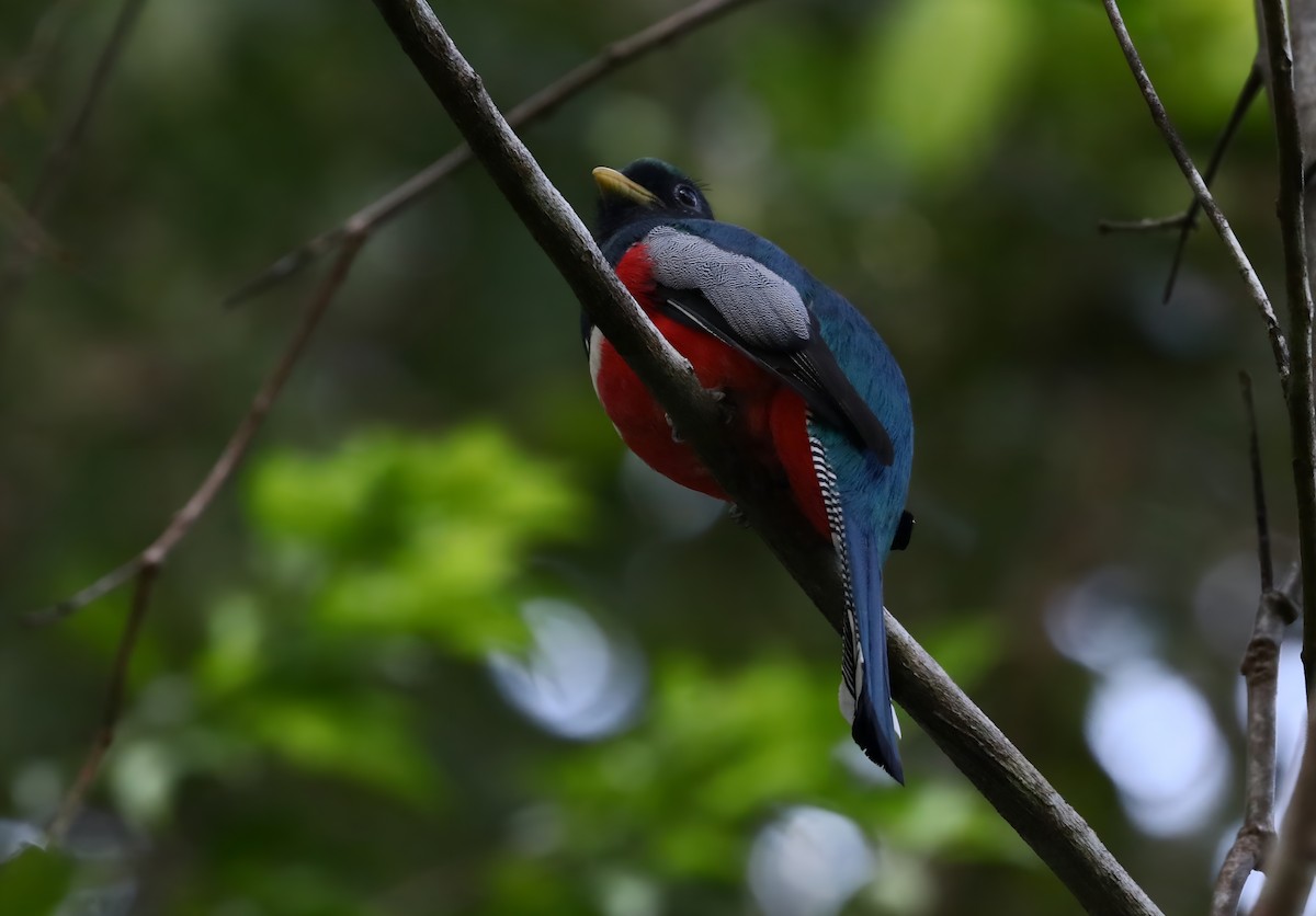 Collared Trogon - ML637890115