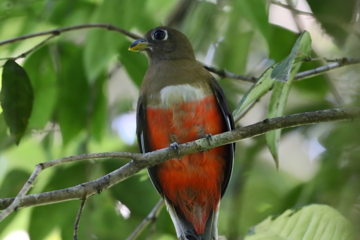 Collared Trogon - ML637890116