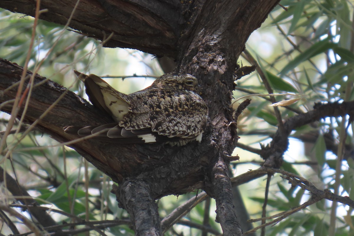 Common Nighthawk - ML637890134