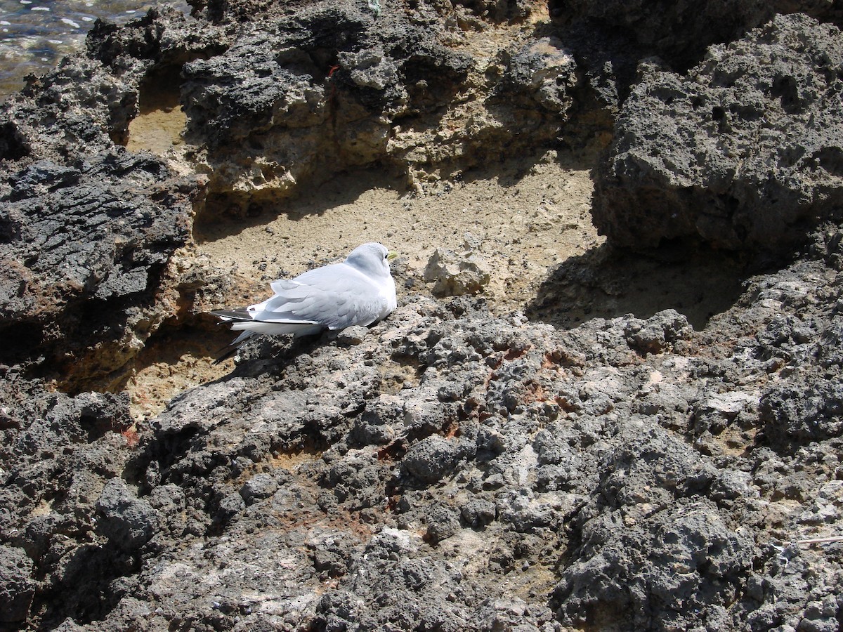 Black-legged Kittiwake - ML637890163