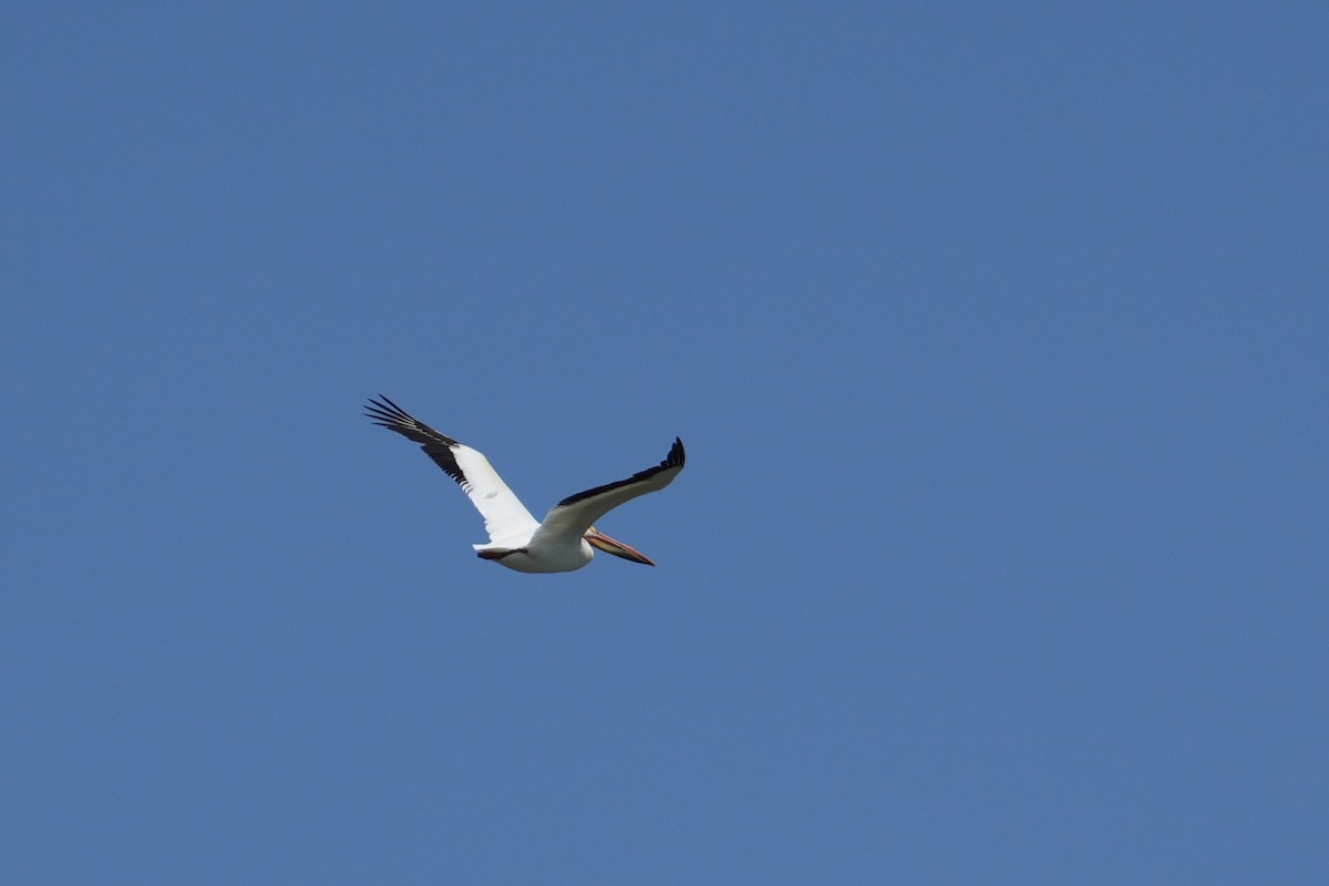 American White Pelican - ML637890187