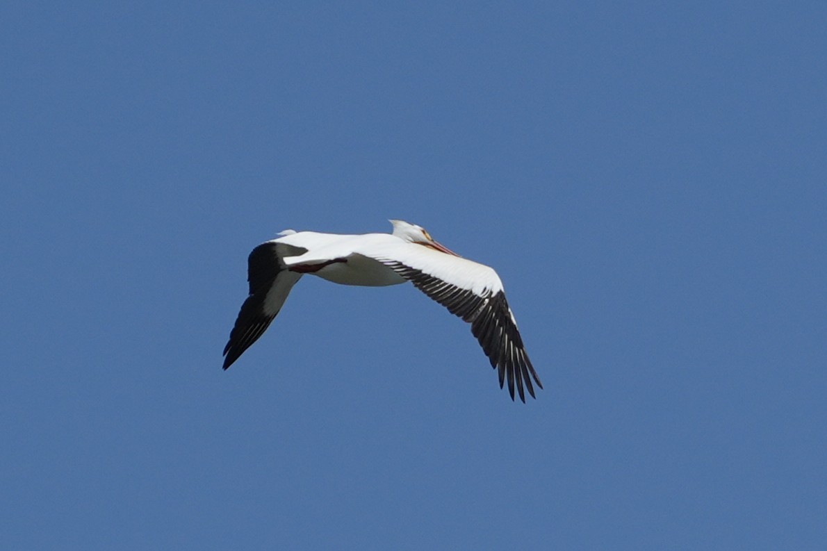 American White Pelican - ML637890188