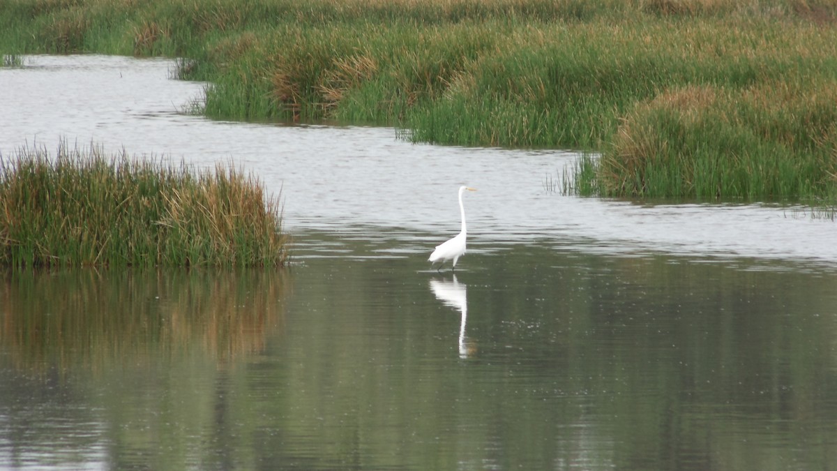 Great Egret - ML637890190