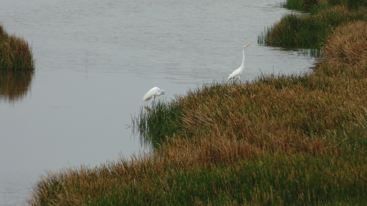 Great Egret - ML637890193