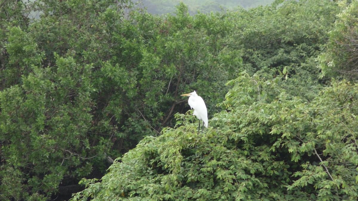 Great Egret - ML637890195
