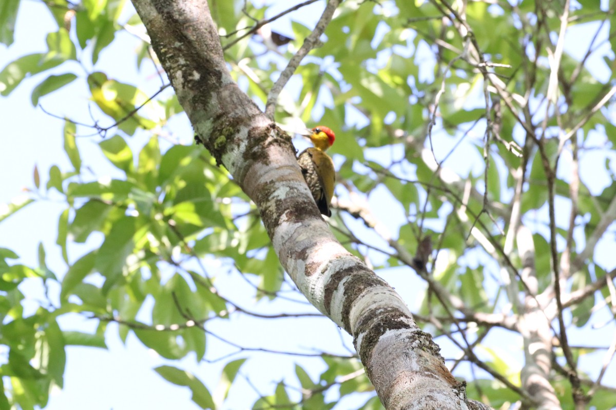 Yellow-throated Woodpecker - ML637890207