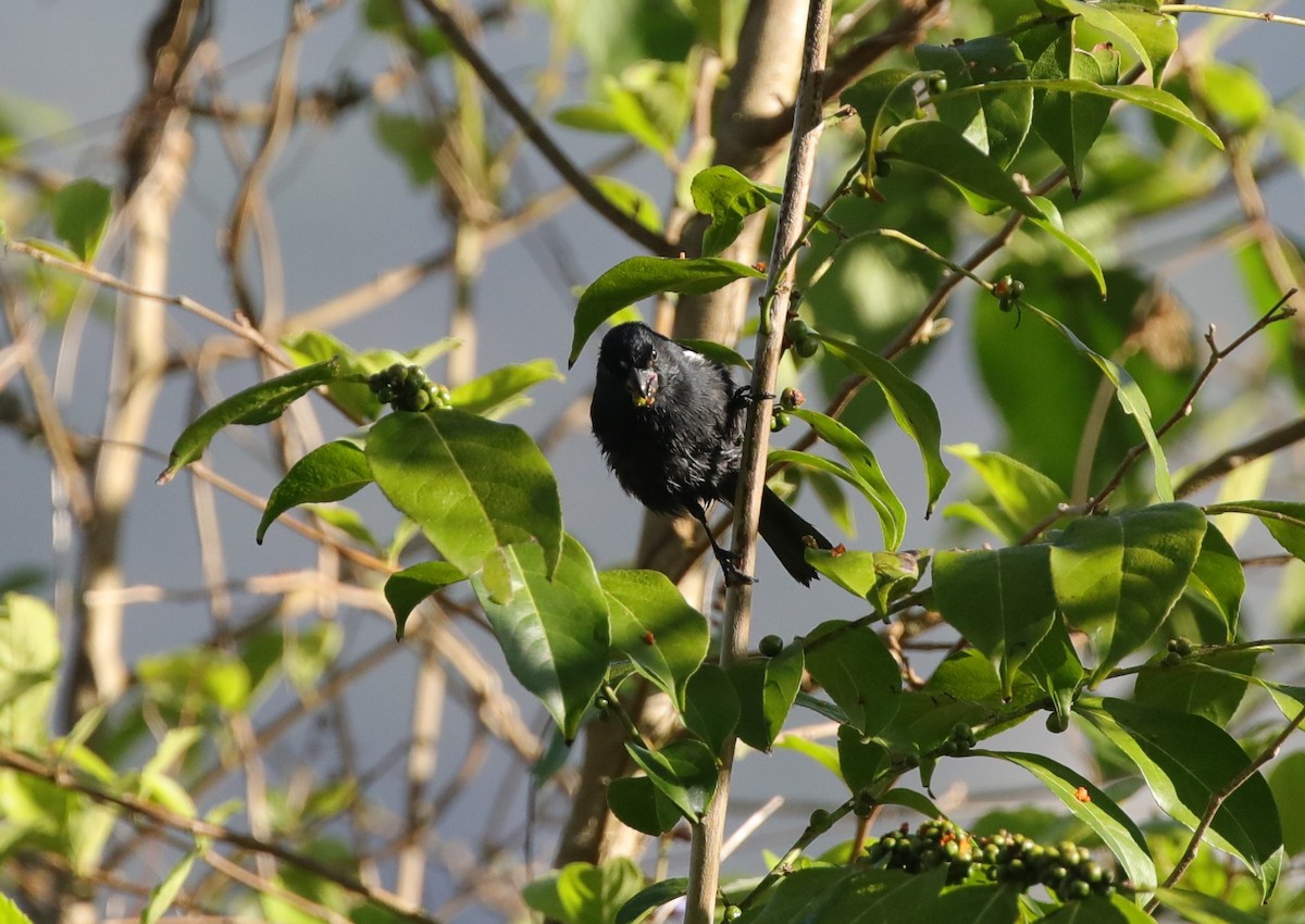 Cuban Bullfinch - ML637890221