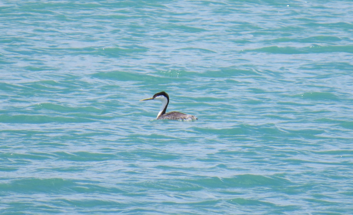 Western Grebe - ML637890226