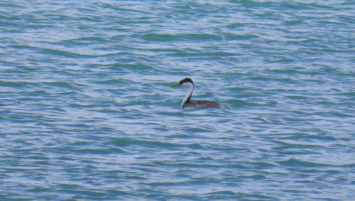 Western Grebe - ML637890227