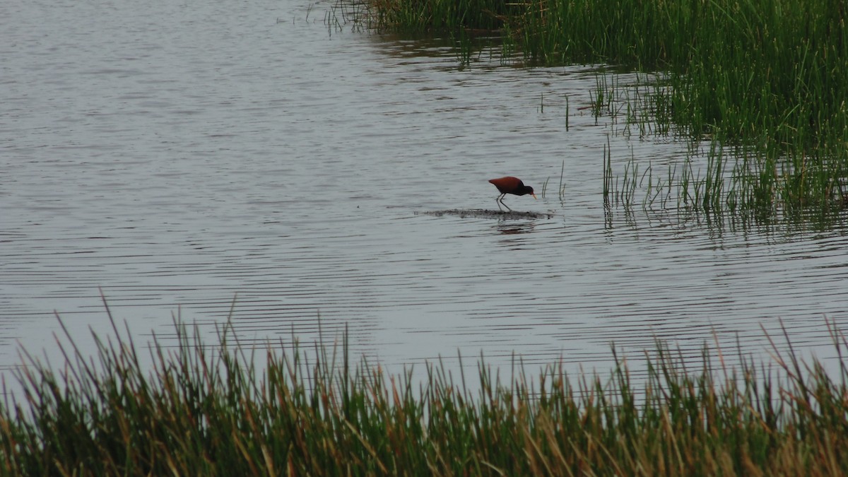 Wattled Jacana - ML637890230