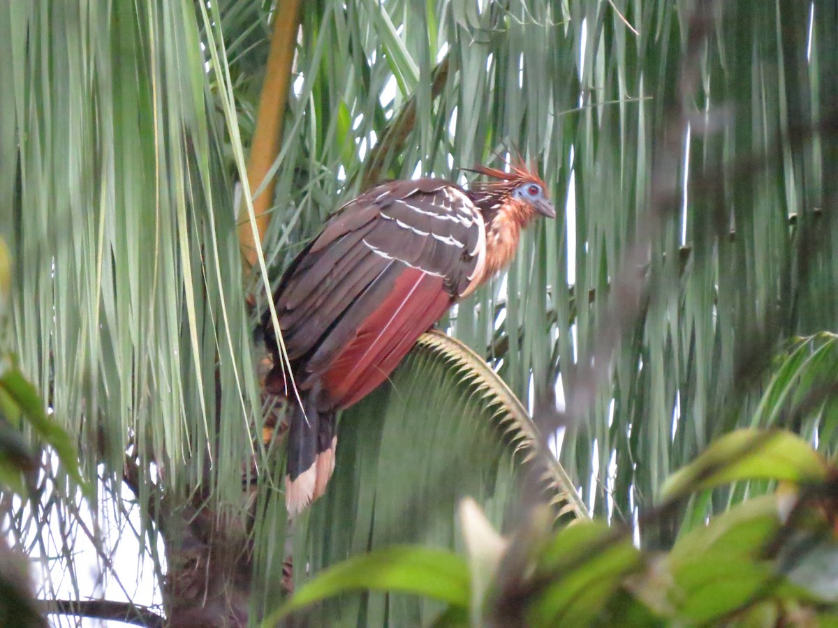 Hoatzin - ML637890237