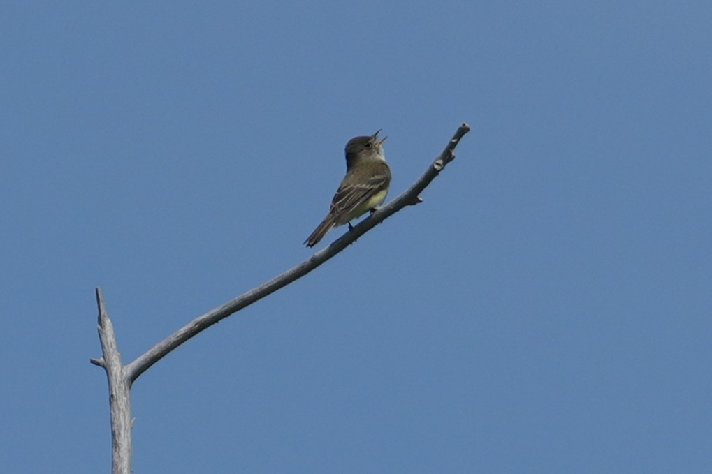 Willow Flycatcher - ML637890239