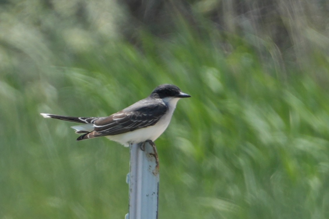 Eastern Kingbird - ML637890265
