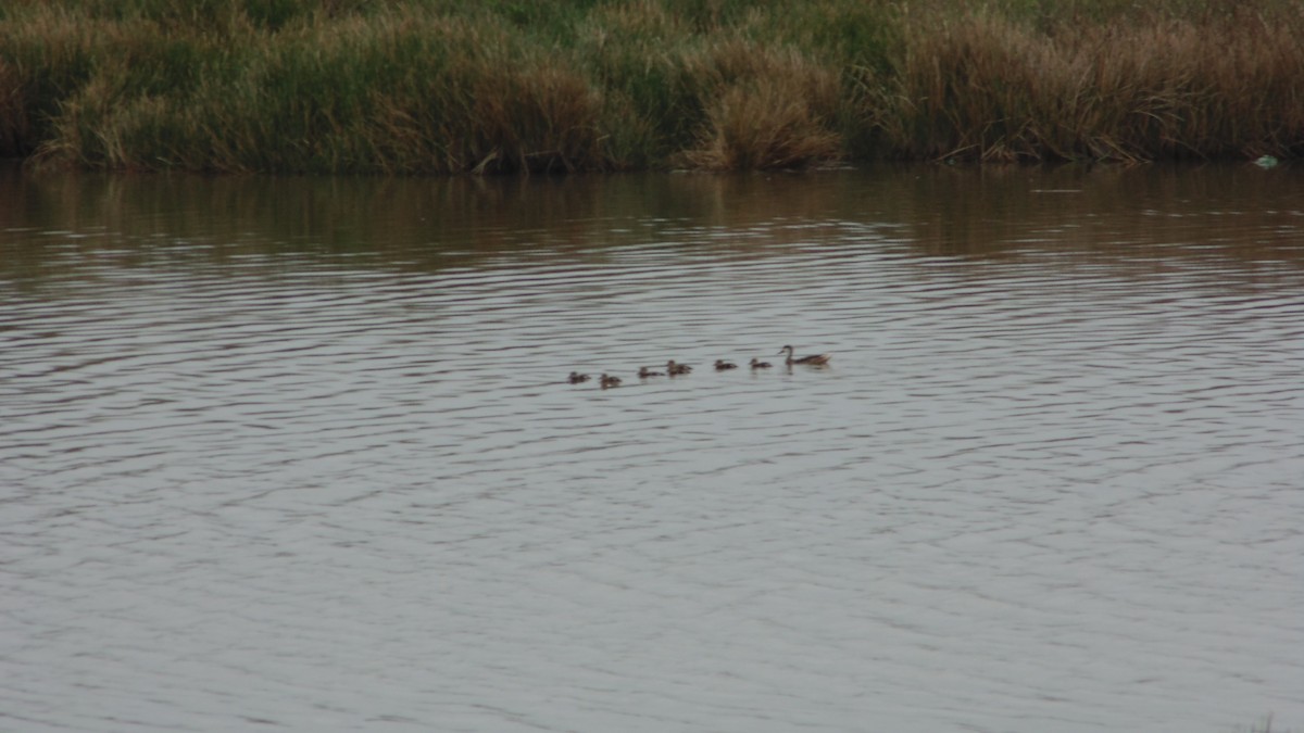 White-cheeked Pintail - ML637890277