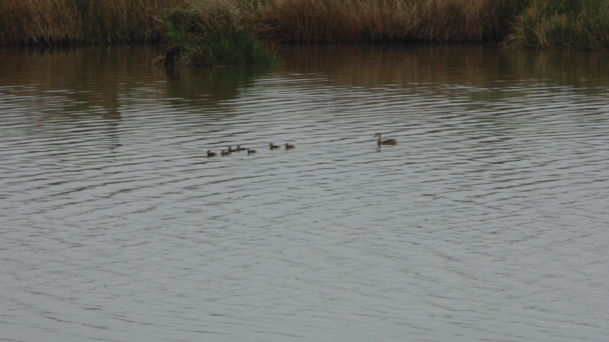 White-cheeked Pintail - ML637890280