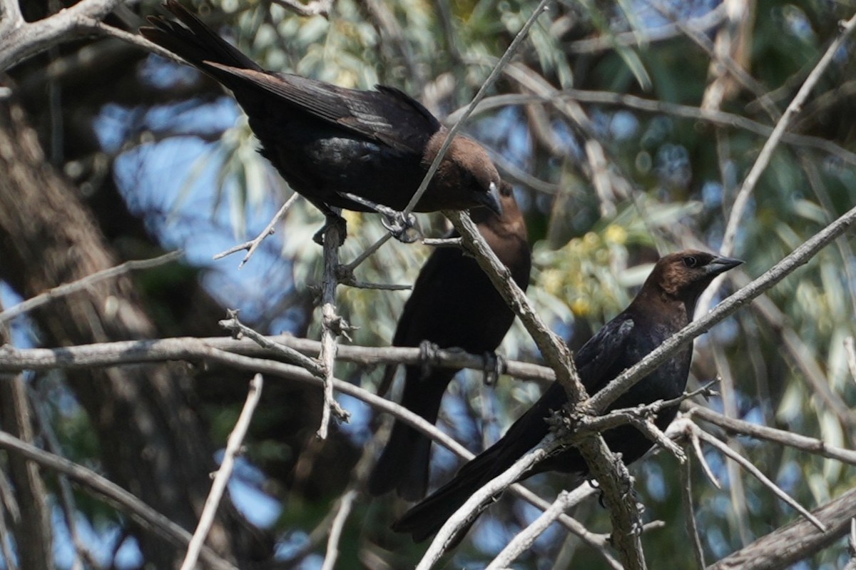 Brown-headed Cowbird - ML637890296