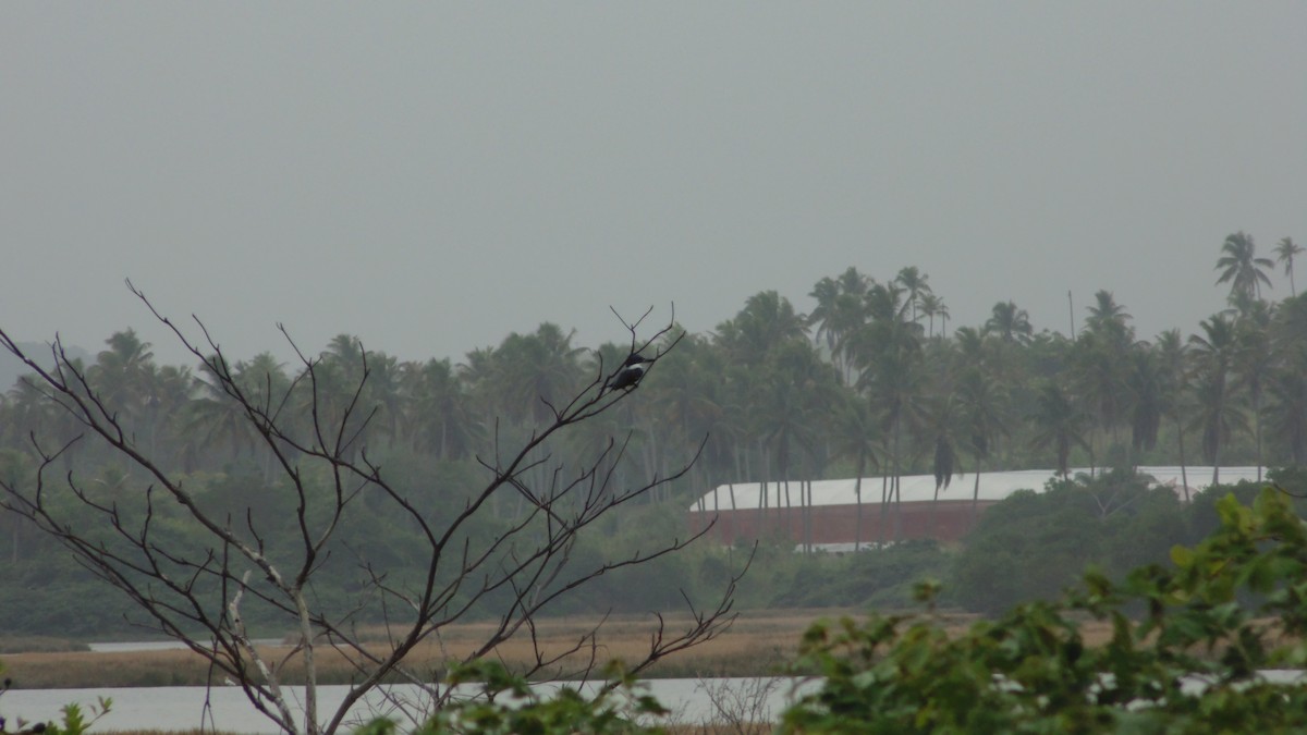 Ringed Kingfisher - ML637890321