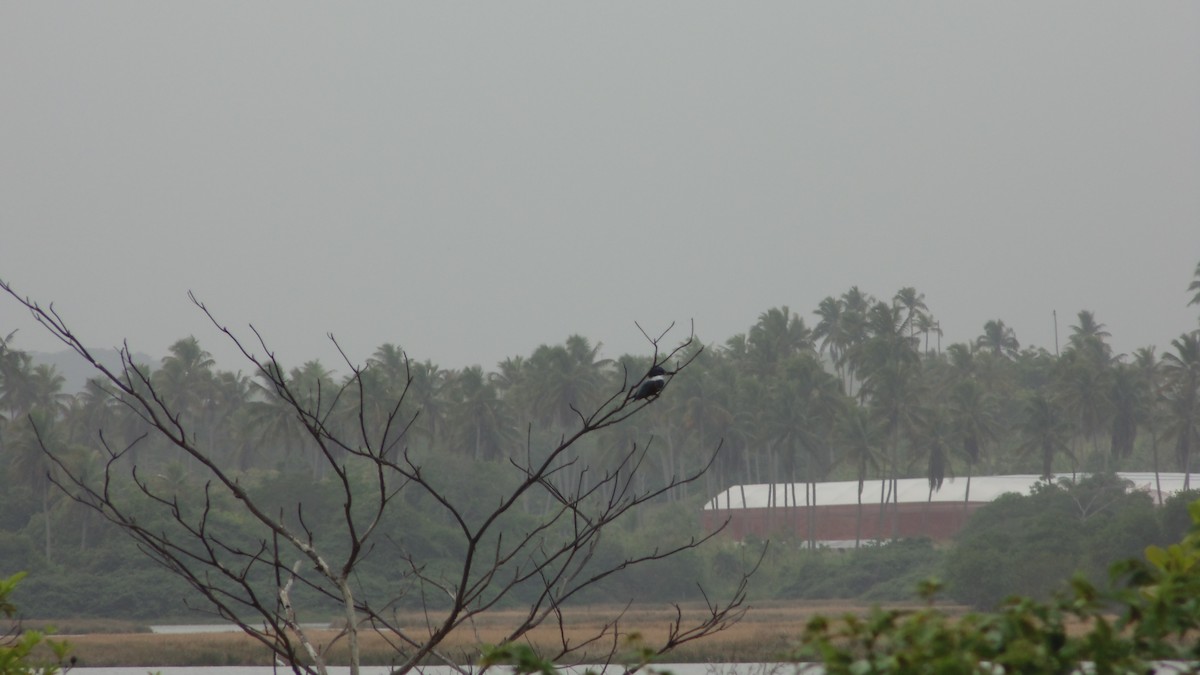 Ringed Kingfisher - ML637890323
