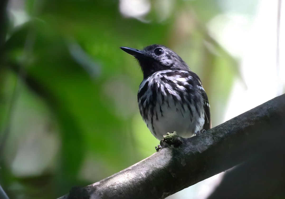 Dot-backed Antbird - ML637890330