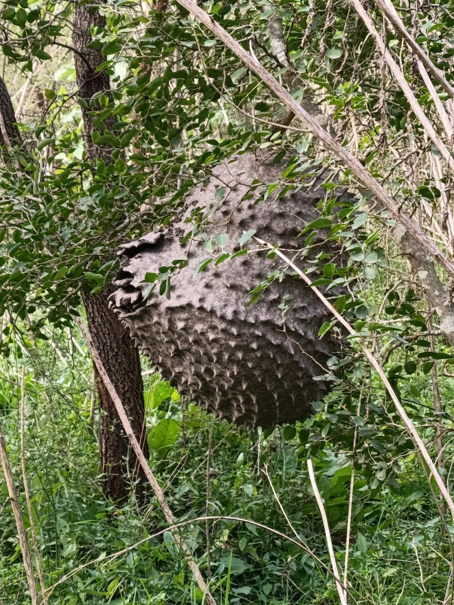 Animals - ML637890347