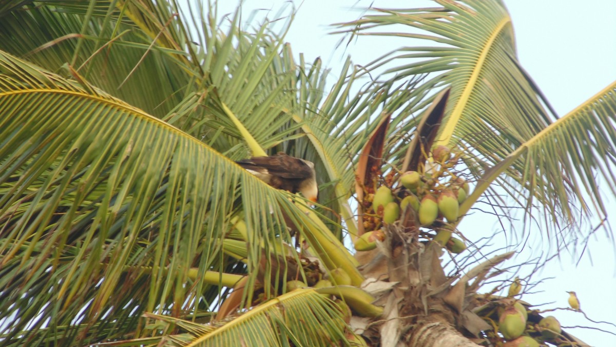 Crested Caracara - ML637890357