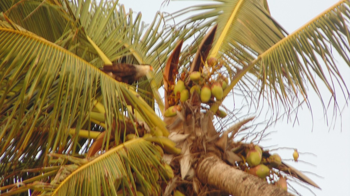 Crested Caracara - ML637890363