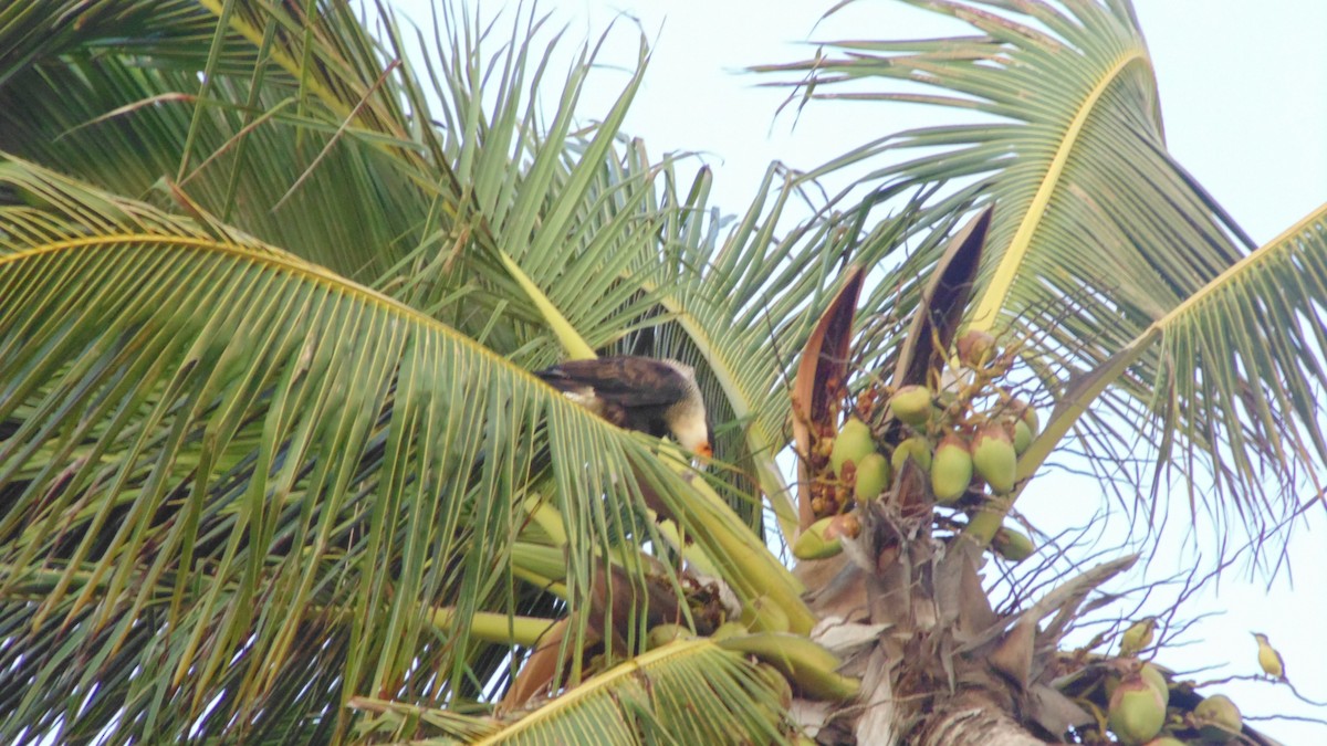Crested Caracara - ML637890365