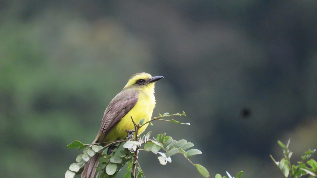 Lemon-browed Flycatcher - ML637890442