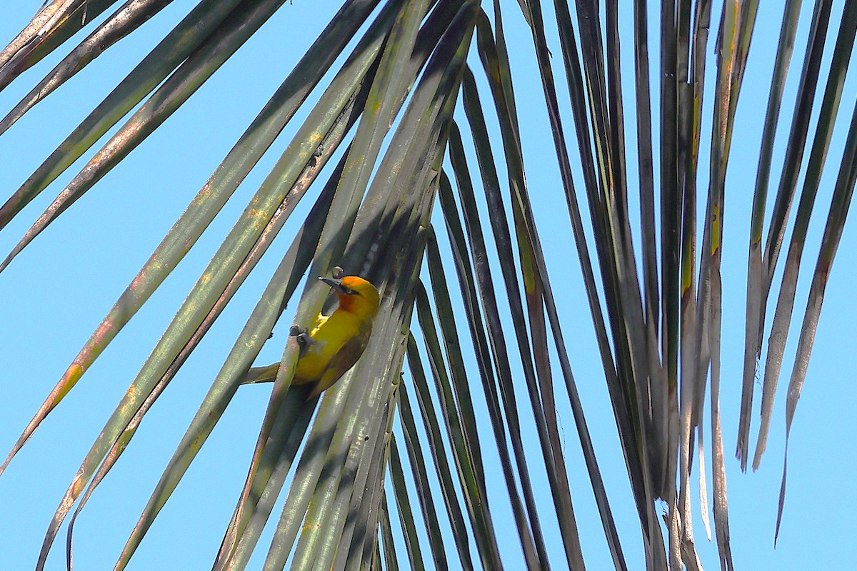 Spectacled Weaver - ML637890484