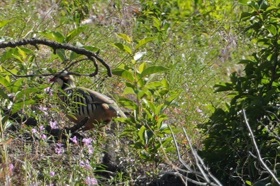 Chukar - ML637890522