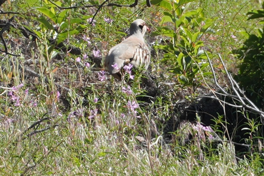 Chukar - ML637890523