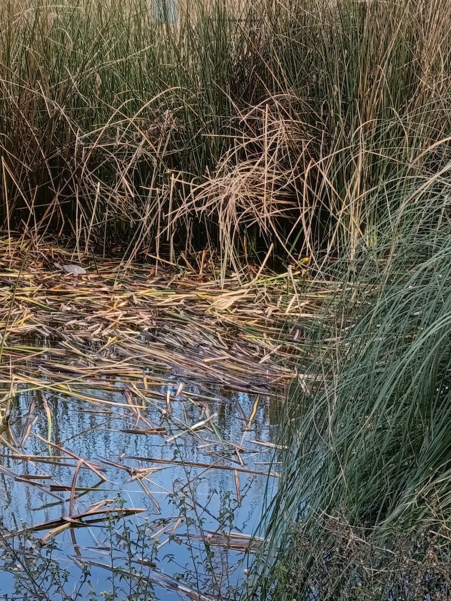 Stripe-backed Bittern - ML637890526