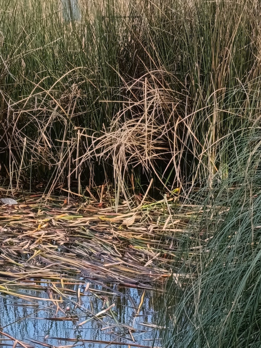 Stripe-backed Bittern - ML637890527