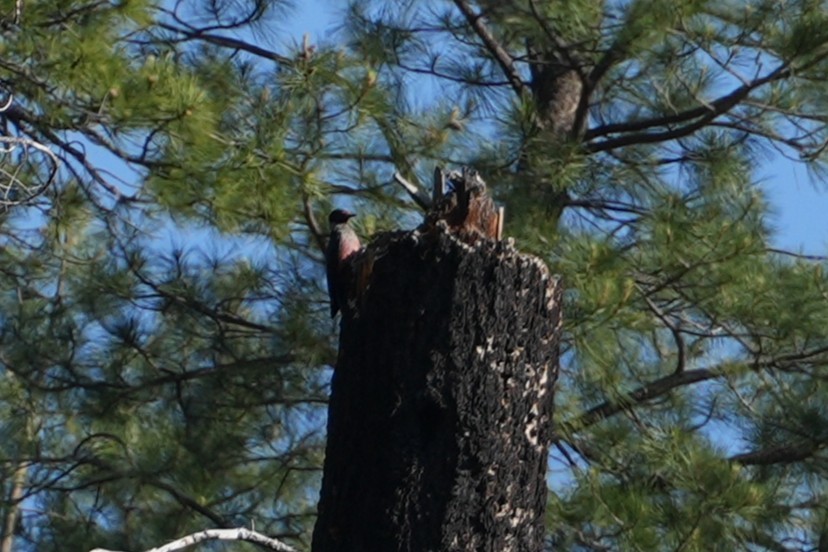 Lewis's Woodpecker - ML637890537