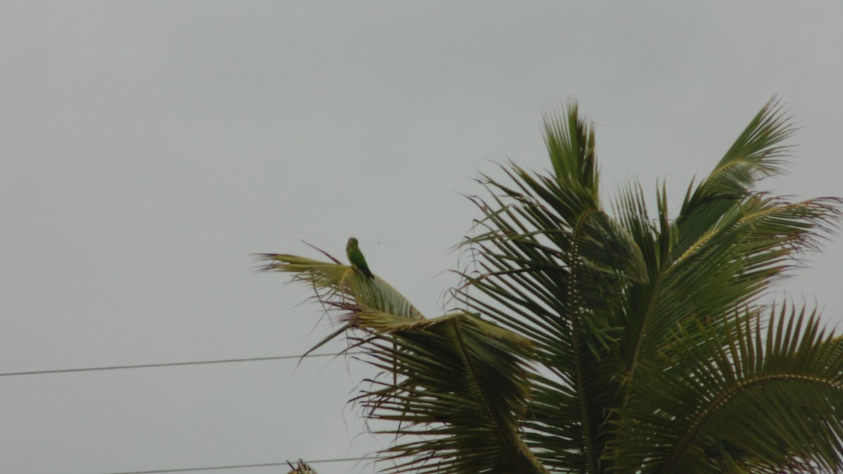 Peach-fronted Parakeet - ML637890539